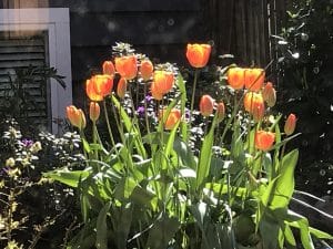 Flowers in my garden- inspiration for writing in a pandemic