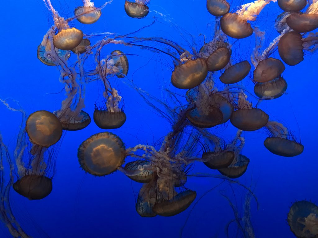 Monterey Bay jellyfish