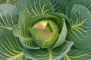 How freelance writers can earn more cabbage fast